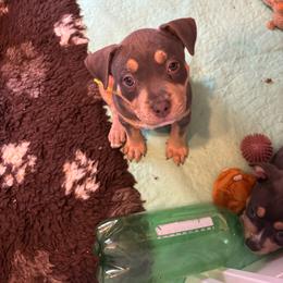 Leana - Blue tri-color female American Bully puppy in Henderson, Kentucky from Medusa’s Bullies