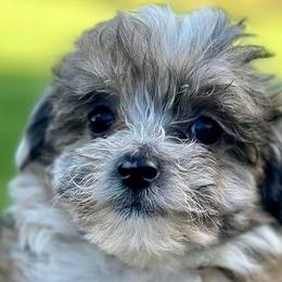 Aussiedoodles, Havapoos, and Poodles from Creekside Ranch