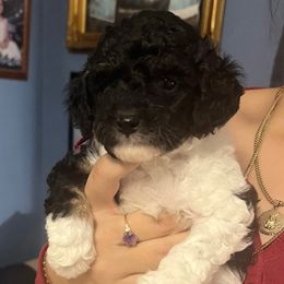 Athena, red - Parti female Poodle puppy in Winter Haven, Florida from Herdez’s Poodles