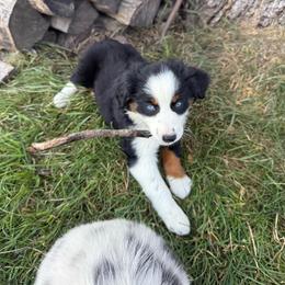 Hazel - Black tri female Miniature Australian Shepherd puppy in Marion, Michigan from Highland Hills Mini Aussies