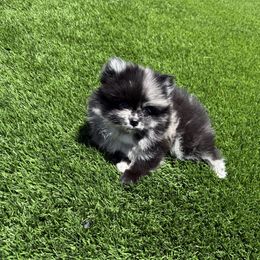 Mystique - Black female Pomeranian puppy in Tucson, Arizona from Pomutopia