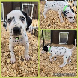 Lime green - White and black female Dalmatian puppy in Pulaski, Tennessee from River Valley Forge Dalmatians