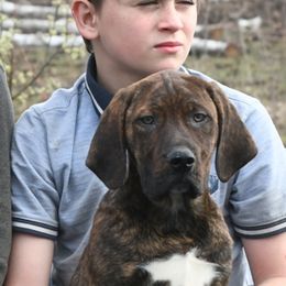 Benjamyn - Red Catahoula Leopard Dog puppy in Potsdam, New York from Spot On Catahoula Leopard Dogs