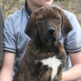 Benjamyn - Red Catahoula Leopard Dog puppy in Potsdam, New York from Spot On Catahoula Leopard Dogs