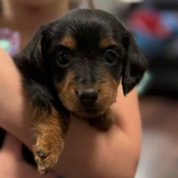 Rosey - Black and tan female Dachshund puppy in Boyd, Texas from R&R Animal Farm
