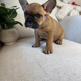 Willow - Fawn and white female French Bulldog puppy in Whitefish, Montana from Black Diamond Frenchies
