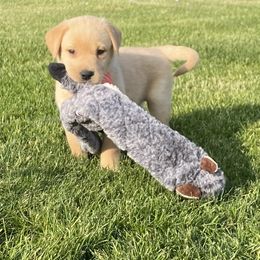 Dilute Retriever Puppies from Royalty Retrievers