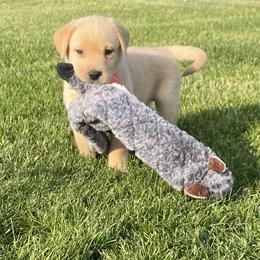 Dilute Retriever Puppies from Royalty Retrievers