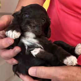 Edwidge - Brown and white female Cockapoo puppy in Lillington, North Carolina from Peace, Love, and Puppies at the Creek