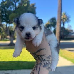 Splash - Gray and white female Pomsky puppy in La Verne, California from Red Cedar Pomskies