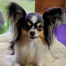Daenerys - Papillon