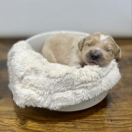 Kringle - Cream male Goldendoodle puppy in Kenansville, North Carolina from J+A Family Doodles