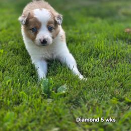 Diamond - Sable merle female Border Collie puppy in Richmond, Maine from Lil Maine Border Collies