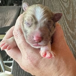 “Salem” - Red merle Australian Shepherd puppy in Yadkinville, North Carolina from Gold Leaf Farm & Kennels