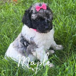Maple - Merle female Bernedoodle puppy in Julian, Pennsylvania from Happy Valley Doodles
