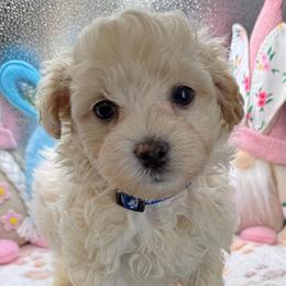 Owen - Cream male Maltipoo puppy in Colonial Beach, Virginia from BeachRidge Pups