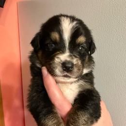 Chippy - Black tri-color male Australian Shepherd puppy in Altmar, New York from E&C Australian Shepherds