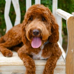 Charlie - Irish Doodle