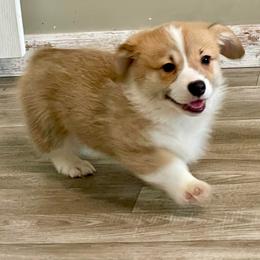 Standard coat Girl 1 - Red female Pembroke Welsh Corgi puppy in Rochester, Indiana from Stacy’s Pembroke Welsh Corgis