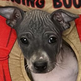 Celeste - White and black American Hairless Terrier puppy in Mesa, Arizona from Elements AHT