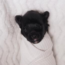 Grumpy (Red Collar) - Black male Shihpoo puppy in Las Vegas, Nevada from Plush Toy Poodle Puppies & Pals