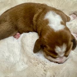 Betty - Mahogany and white female Basset Hound puppy in Maryland from Grind Stone Breeding Kennels
