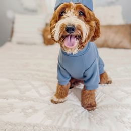 Coast Wilde - Goldendoodle