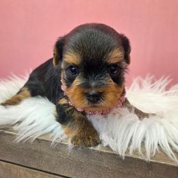 Mia - Blue and gold female Yorkshire Terrier puppy in Monticello, Iowa from Ashley’s Puppies