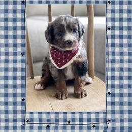 Liberty - Blue merle female Bernedoodle puppy in Central, Arizona from Cotton Lane Puppies