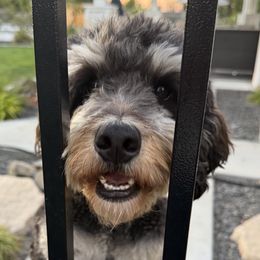 Zoey - Bernedoodle