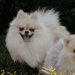 Pomeranians from Photo Perfect Poms