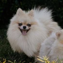 Pomeranians from Photo Perfect Poms