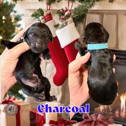 Charcoal - Black and white male Bernedoodle puppy in Banner Elk, North Carolina from Walnut Tree Bernedoodles