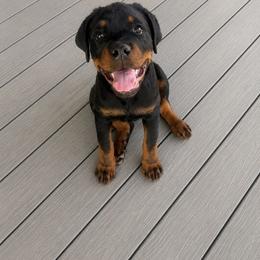 Tarzan - Black and mahogany male Rottweiler puppy in Parker, Colorado from Denver Rotties