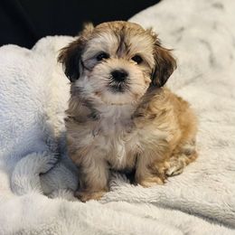 Shichon Puppies from Great Lakes Teddy Bear Dogs