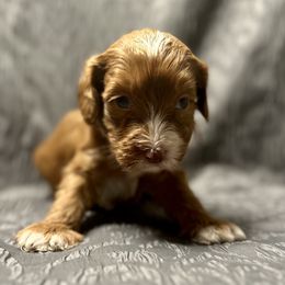 Australian Labradoodle Puppies from Cali Dream Doodles