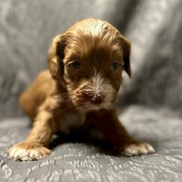 Australian Labradoodle Puppies from Cali Dream Doodles