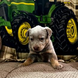 Prince Eric - Red speckled male Australian Cattle Dog puppy in Floyd, Virginia from Southern Charm Heelers