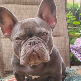 Juicy - French Bulldog