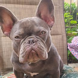 Juicy - French Bulldog