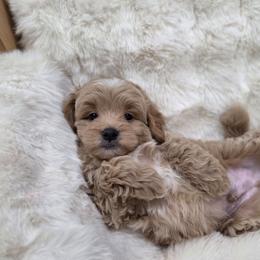 Dream Float - Apricot male Goldendoodle puppy in North Royalton, Ohio from Johnson's Doodles
