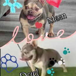 Val - French Bulldog