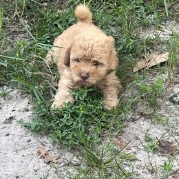 Brach - Apricot male Chinese Crested puppy in Milton, Florida from No Hair Here