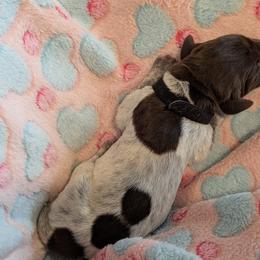 German Shorthaired Pointer Puppies from Hanaway GSPs