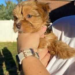 Baby Girl Pink - Chocolate, tan and white female Yorkshire Terrier puppy in Rock Hill, South Carolina from Teddy Bear Yorkies
