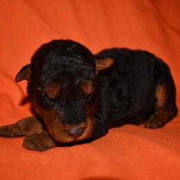 Spice - Black and tan male Welsh Terrier puppy in Draper, Virginia from Shady Oaks WFT