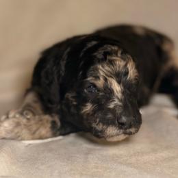 Cheyenne - Merle female Goldendoodle puppy in Saint Louis, Missouri from Jax Doodles