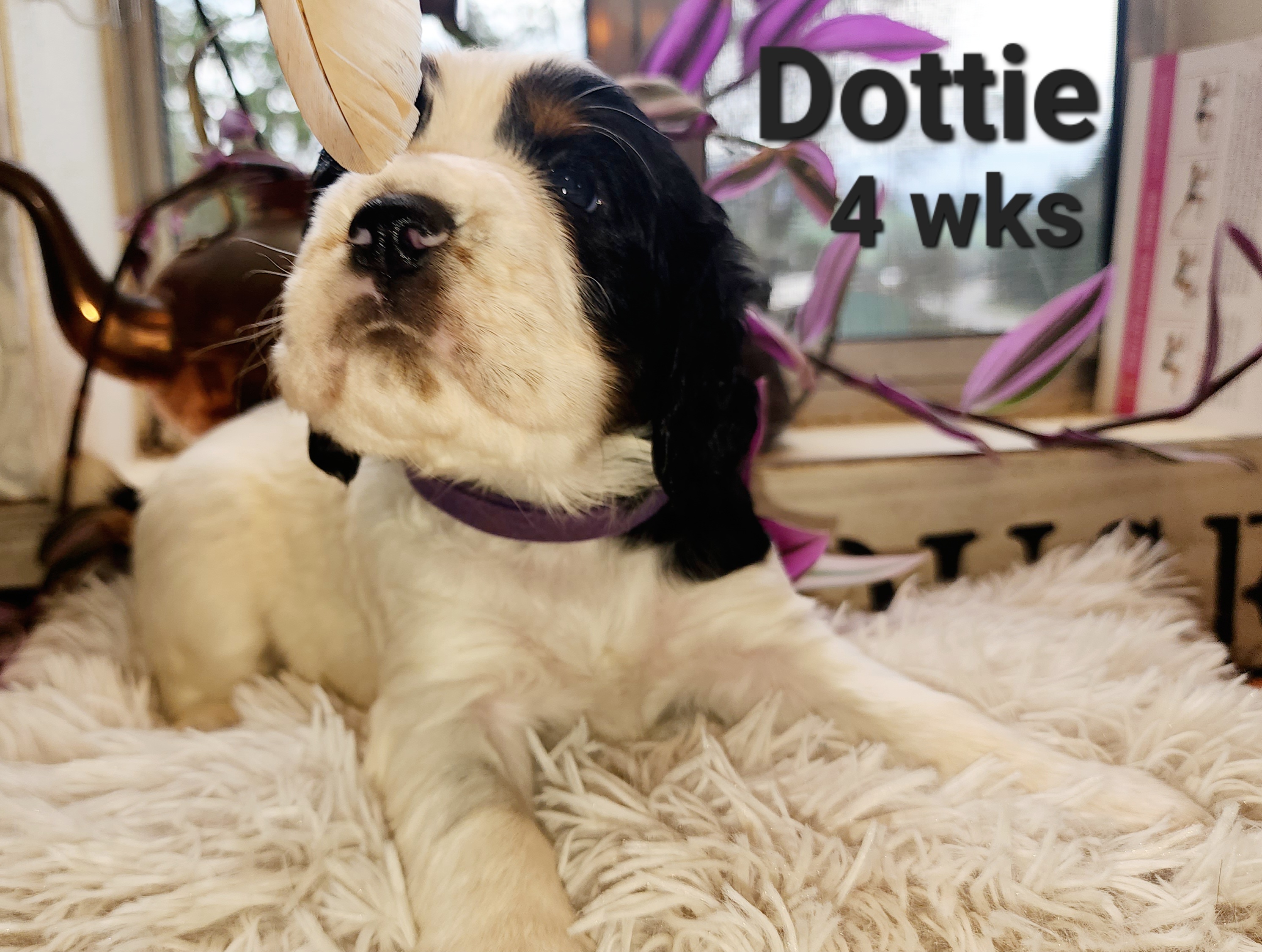 Girl 4 - Black white and tan English Springer Spaniel puppy in Roseburg, Oregon from Enos Ranch Springer Spaniels