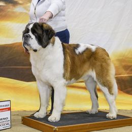 Rye - Saint Bernard