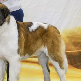 Rye - Saint Bernard